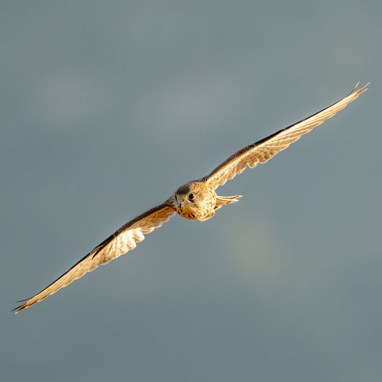An Owl Flying · Free Stock Photo