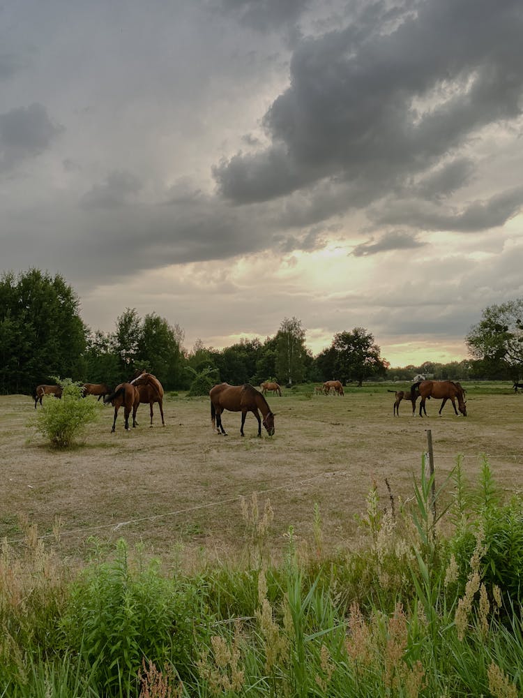 A Horses Eating Grass