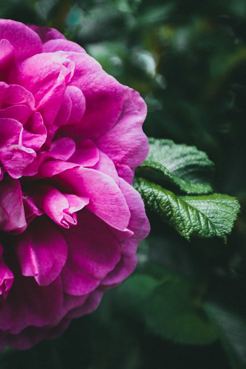 Free Close-up shot of a vibrant pink rose among lush green leaves, showcasing floral beauty. Stock Photo