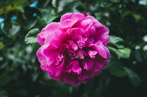 Free A detailed close-up of a vibrant pink Hansa rose in a lush garden setting. Stock Photo