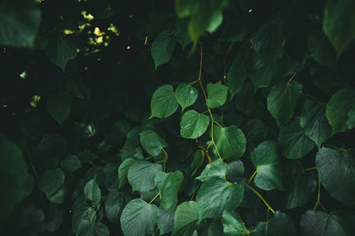 คลังภาพถ่ายฟรี ของ พืชสีเขียว, ภาพมุมสูง, ใบไม้สีเขียว