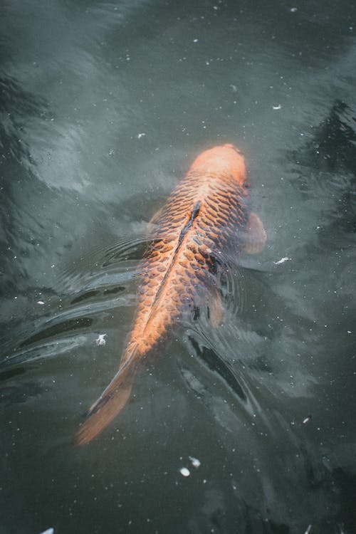 Close-up of a Freshwater Ornamental Fish