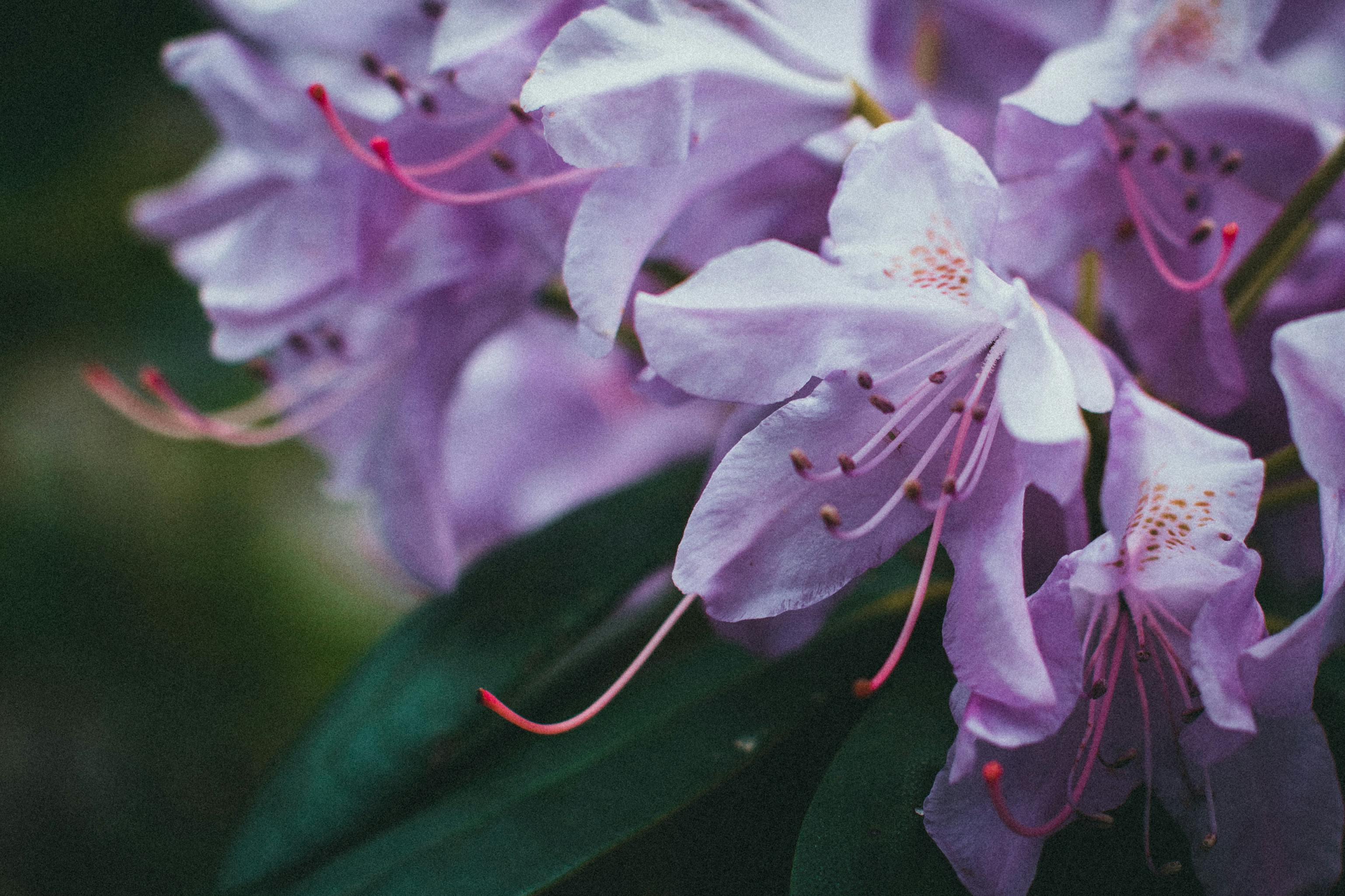 Purple Flowers in Close Up Photography · Free Stock Photo