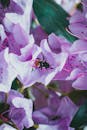 Bee on Purple Flower