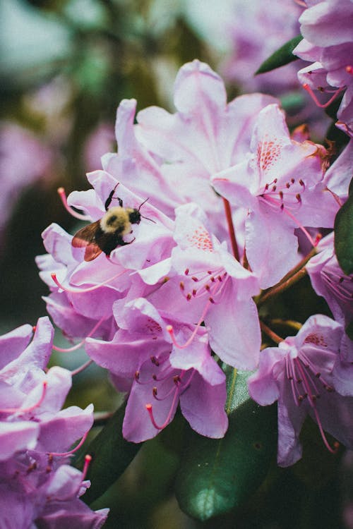 Close-up of a Bee on Pink Flowers 
