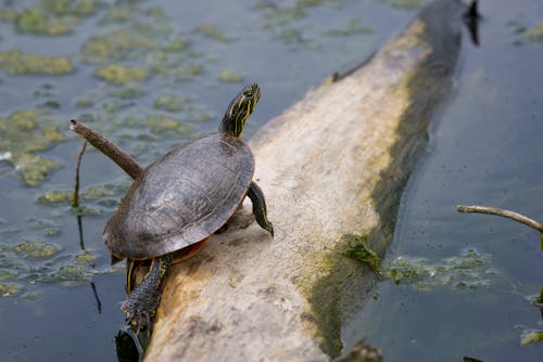 Turtle Walking on Piece of Driftwood