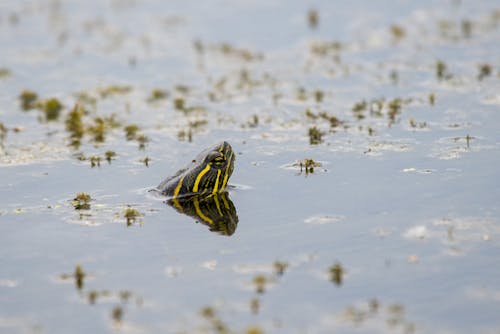 Photo of a Frog with Head above the Surface of the Water