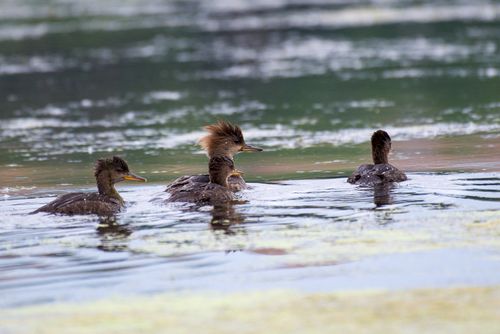 Free Group of hooded mergansers swimming in a serene lake setting surrounded by nature. Stock Photo