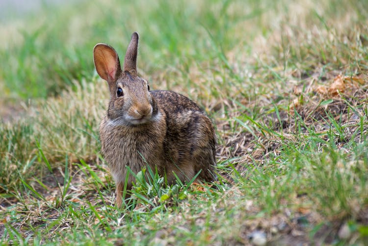 Rabbit Sitting In Grass