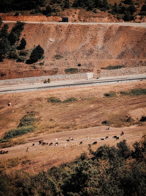Photo of Animals Pastured on a Deserted Land next to a Road