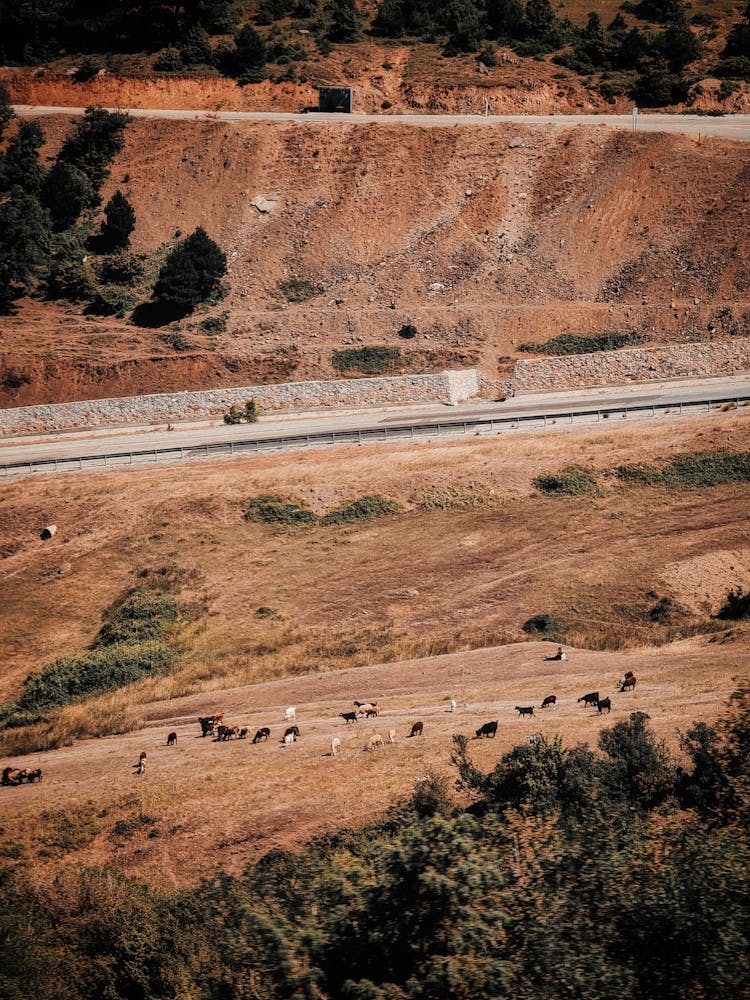 Photo Of Animals Pastured On A Deserted Land Next To A Road