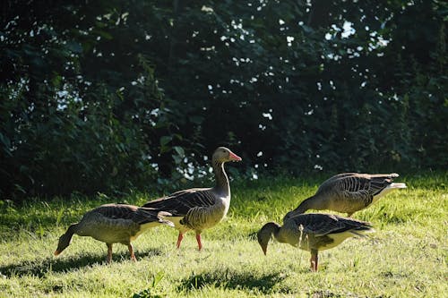 Flock of Geese on a Grassy Field