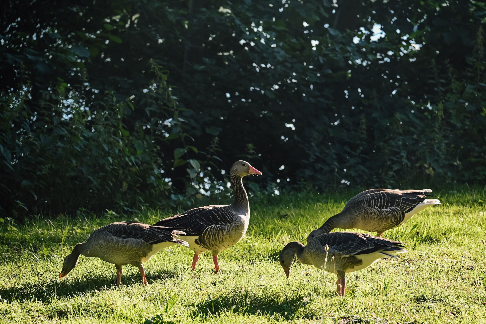 Zeeuwse boeren kampen met grote schade door ganzen