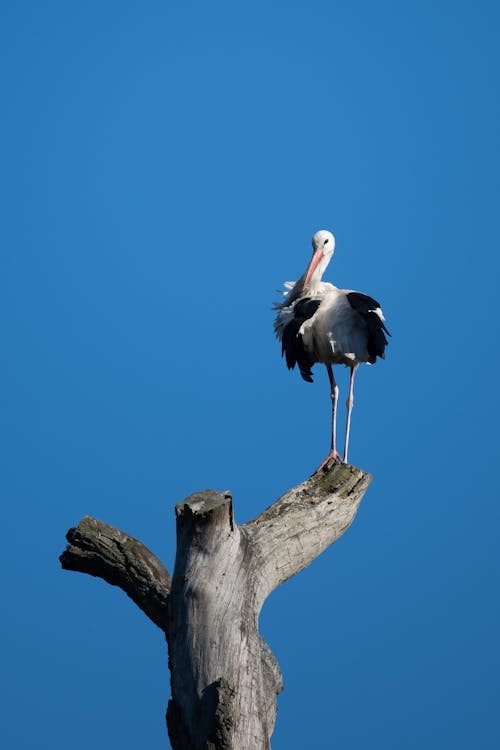 Photos gratuites de aviaire, cigogne, cigogne blanche