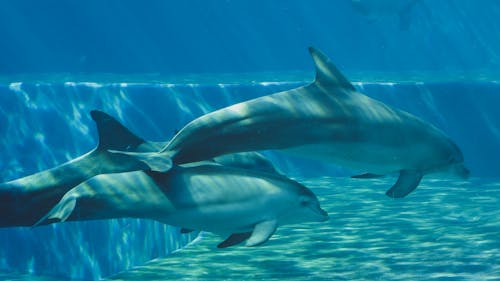 Bezpłatne Darmowe zdjęcie z galerii z delfiny, fotografia zwierzęcia, morskie zwierzęta Zdjęcie z galerii