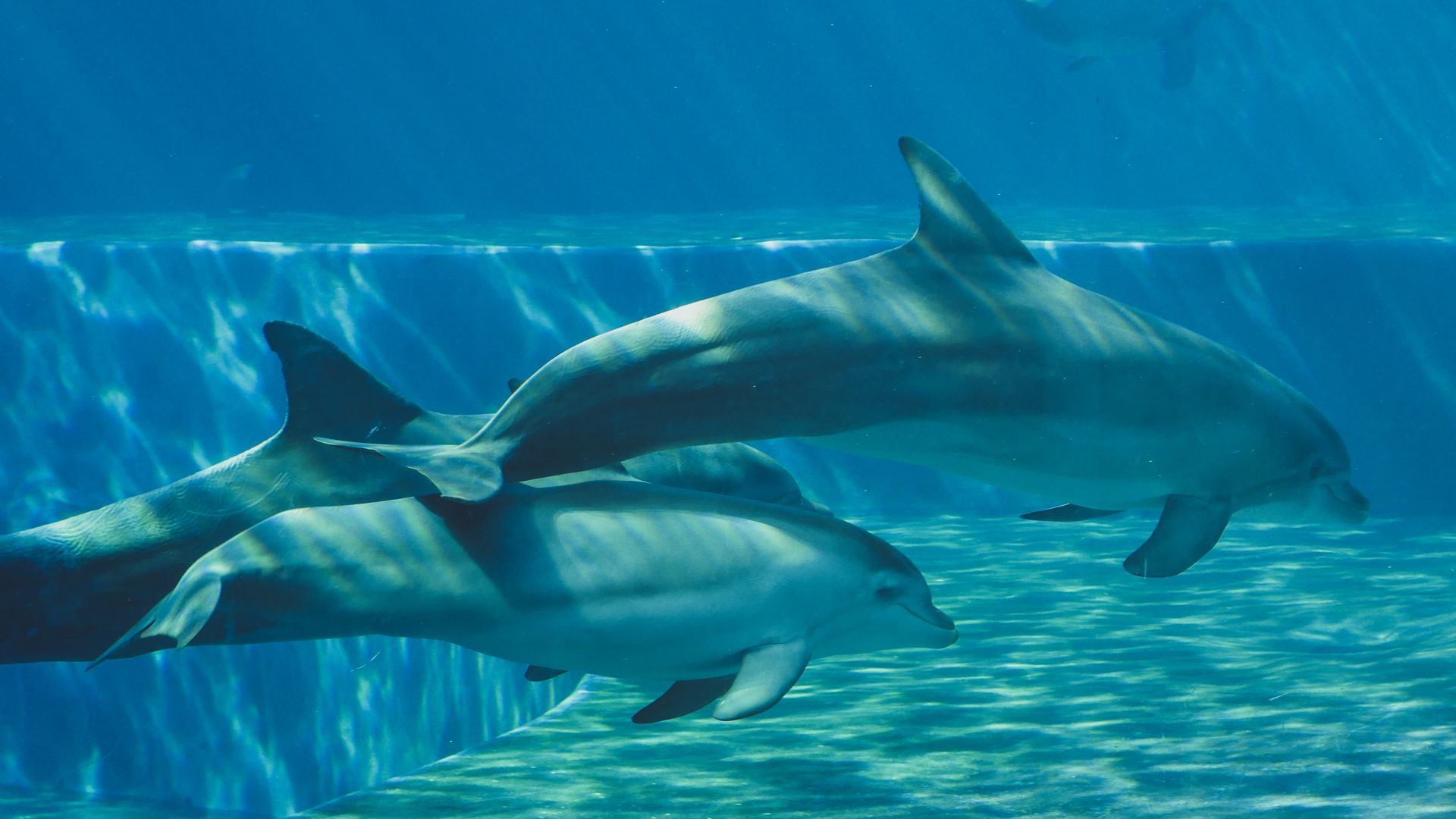 A captivating image of dolphins swimming gracefully underwater, showcasing marine life.