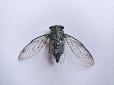 Green and Black Insect on White Surface