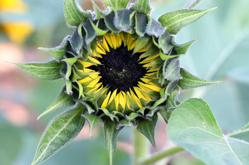 A Blooming Sunflower 