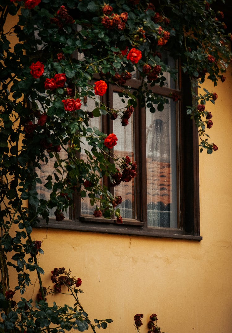 Rose Tree Blooming Near House