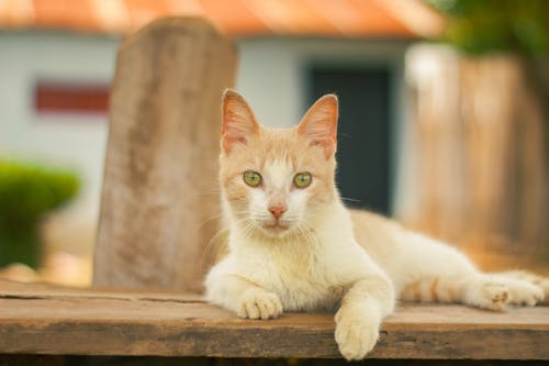 Δωρεάν στοκ φωτογραφιών με tabby cat, αιλουροειδές, Αιλουροειδή Φωτογραφία από στοκ φωτογραφιών