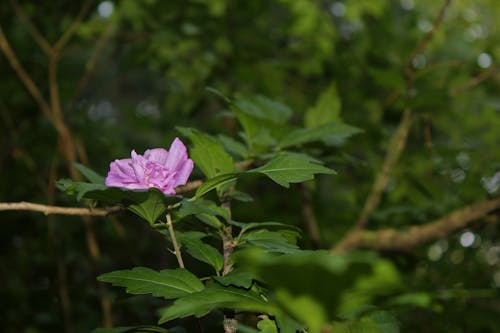 Fotos de stock gratuitas de árbol, flor, lila