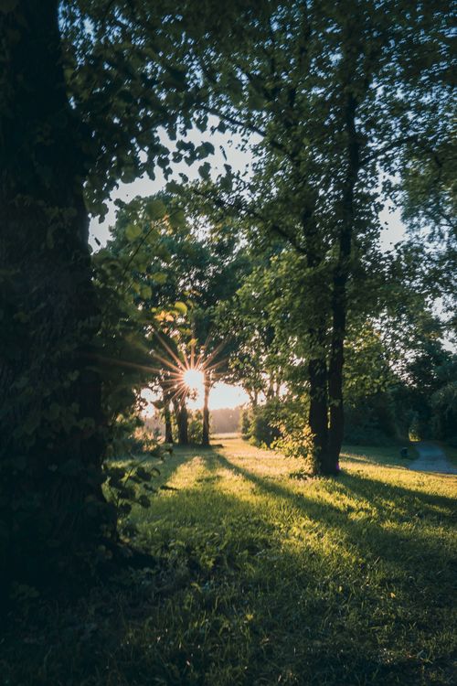 Free Sunlight filtering through a lush forest, casting long shadows on the grass. Stock Photo