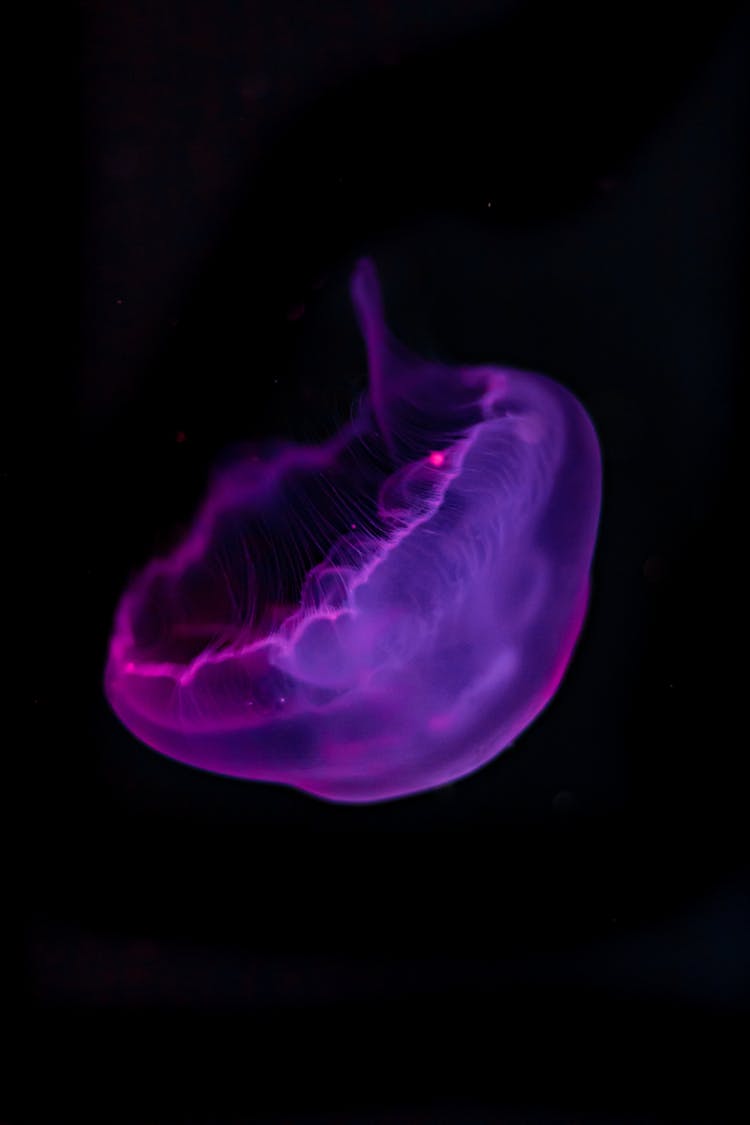 Jellyfish In Dark Water