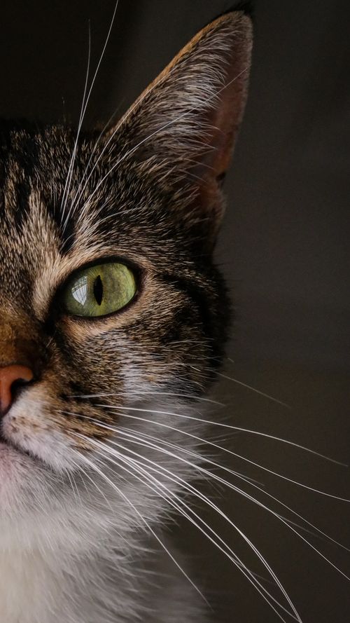 Free Detailed close-up of a tabby cat's face with striking green eyes and whiskers. Stock Photo