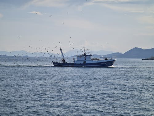 Fotos de stock gratuitas de aves, bandada, barco de pesca