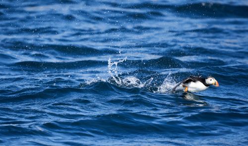 Free Dynamic shot of an Atlantic puffin splashing through water in Bleik, Norway. Stock Photo