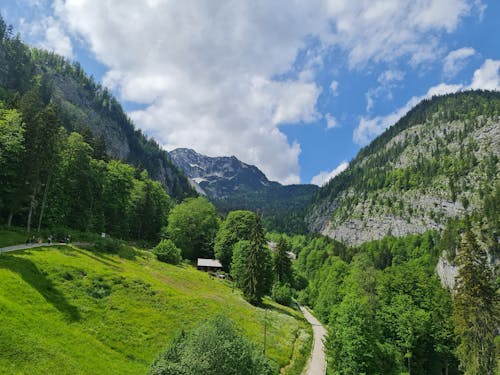 Scenic View of Trees on the Mountains