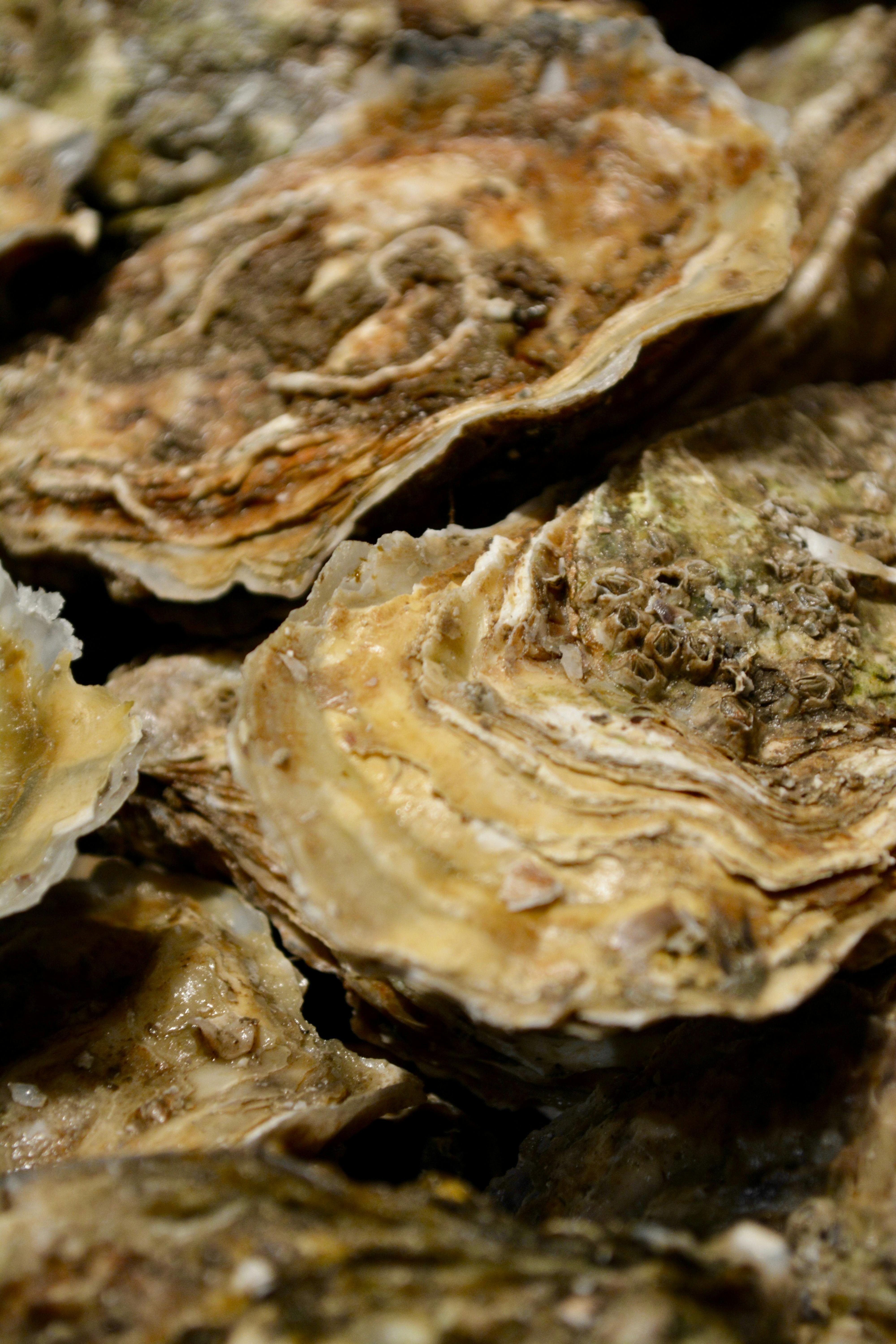 Free stock photo of mar, Marisco, mejillones Free stock photo of mar, Marisco, mejillones