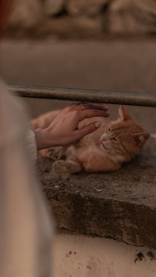 Woman Petting a Kitten on the Street 