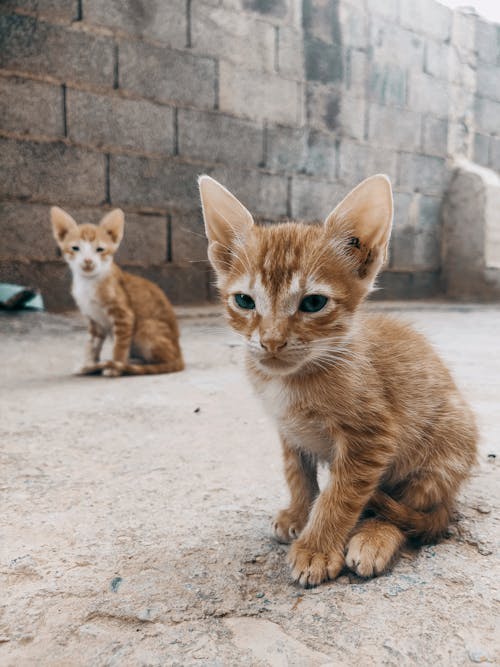 Orange Tabby Kittens Sitting