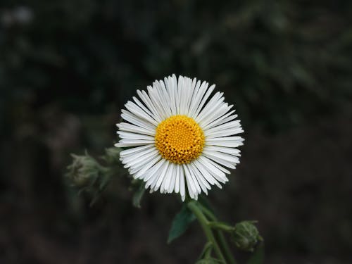 Darmowe zdjęcie z galerii z aster, białe kwiaty, flora