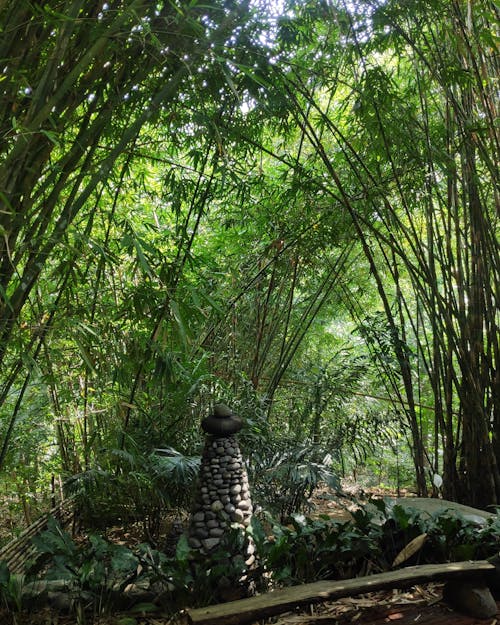 Immagine gratuita di alberi, ambiente, bambù