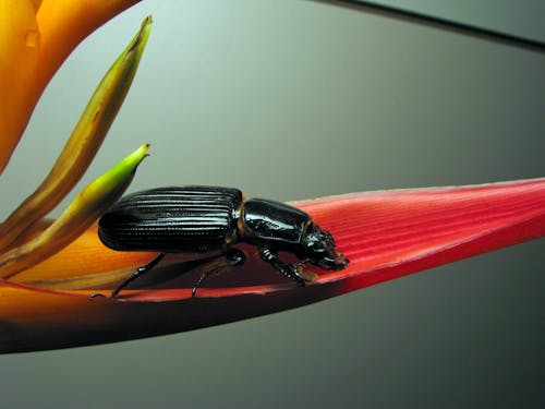 Foto d'estoc gratuïta de animal, assegut, beetle