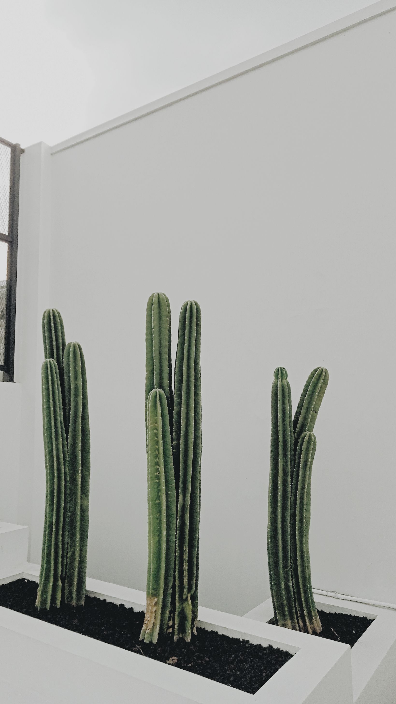 Image showcasing Best Indoor Plants for Minimalist Decor: Top 10 Choices