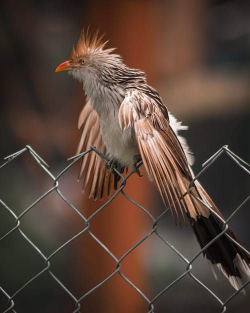 Foto profissional grátis de animais selvagens, animal, ave