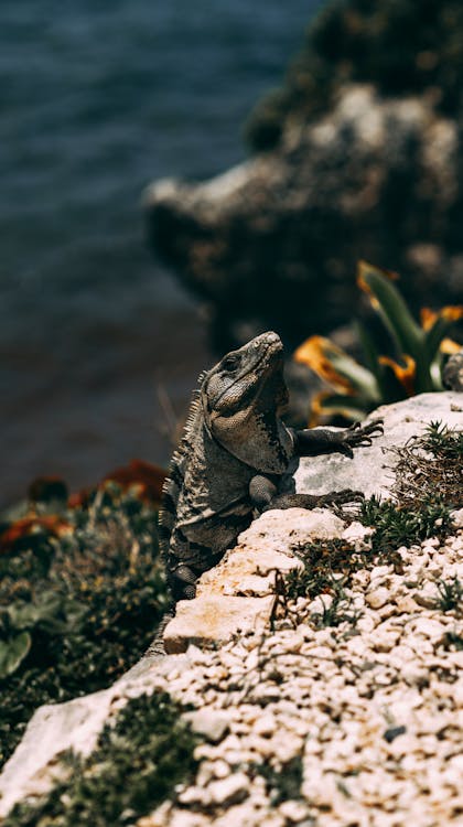 Fotobanka s bezplatnými fotkami na tému jašterica, leguán, lezenie