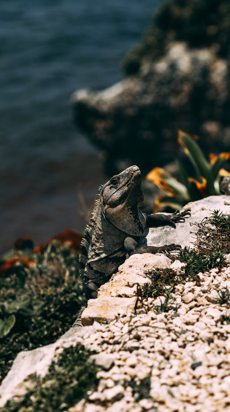 Iguana Climbing Curb