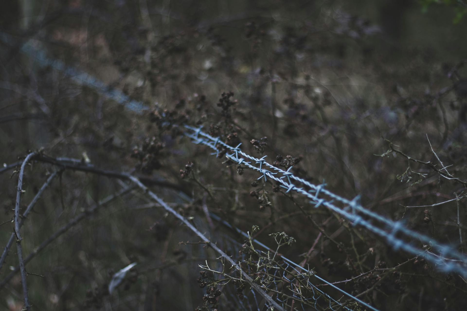 Shallow Focus Photography Of Barbedwire