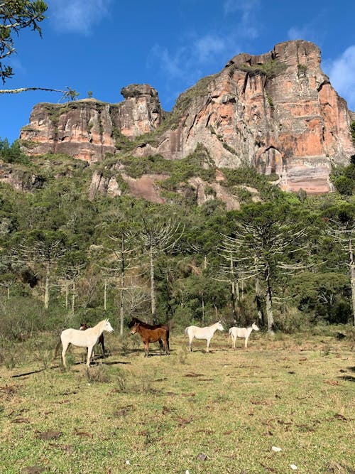Horses on Pasture in Mountains