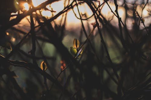 Selective Focus Photography of Vines