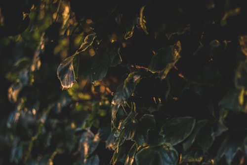 Close-up Photo of Green Leaf Plant