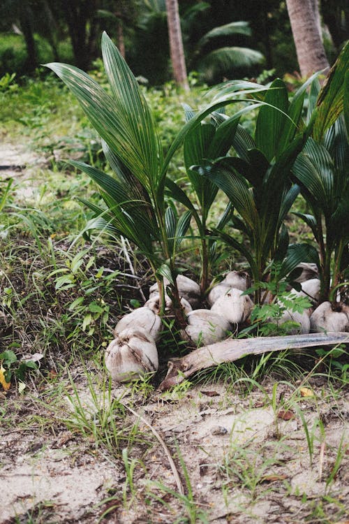 Close up of Plants