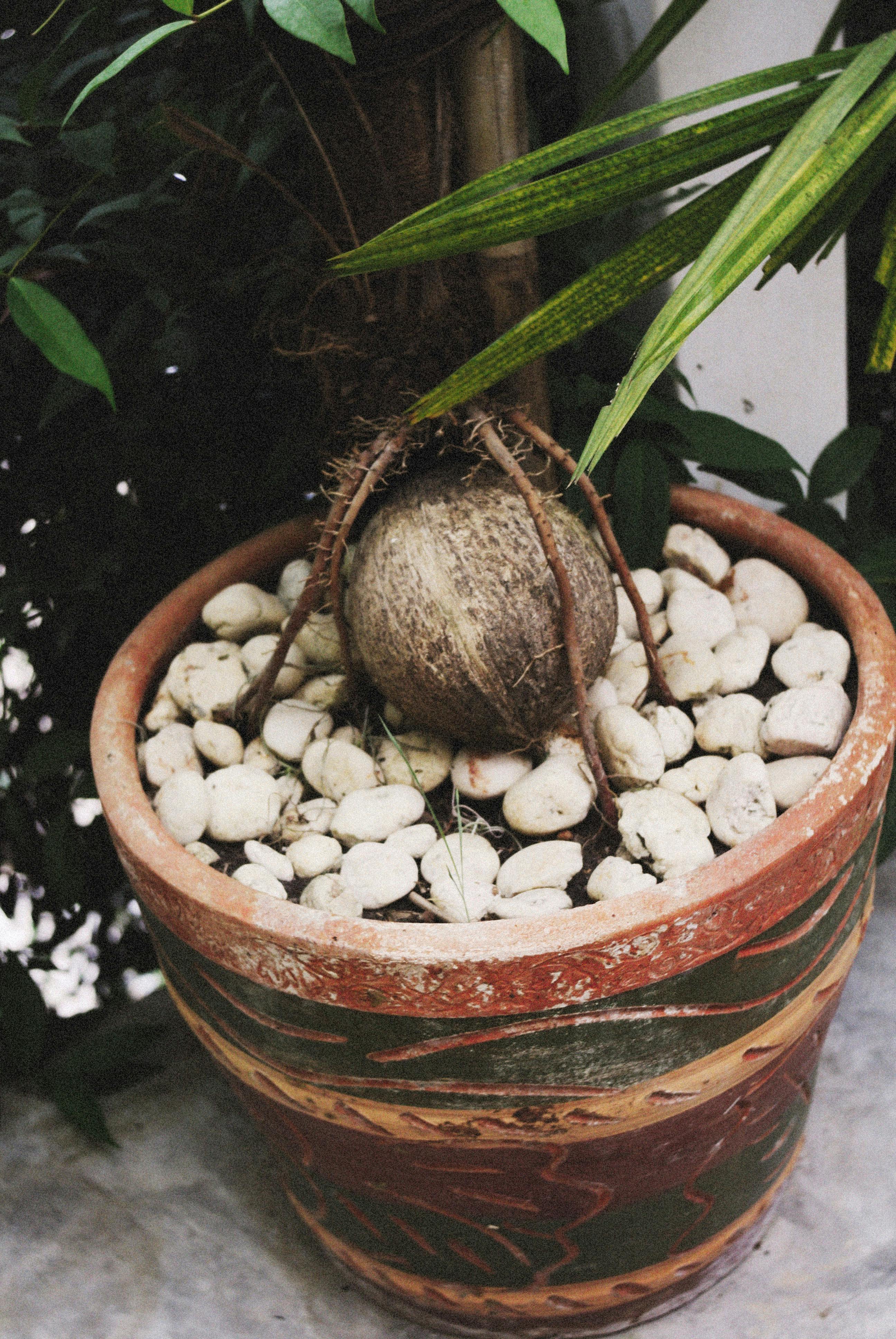 Coconut in a Flower Pot · Free Stock Photo