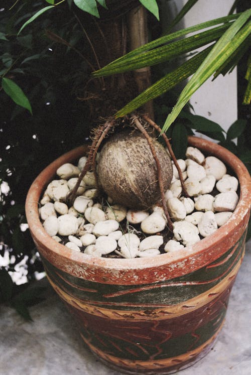 Coconut in a Flower Pot 