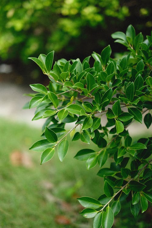 Green Leaves of a Garden Plant in Close-up Shot