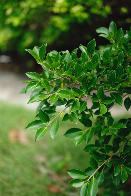 Free Close-up of vibrant green leaves with blurred garden background, perfect for nature themes. Stock Photo